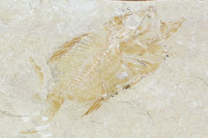 Bargain, Cretaceous Fossil Fish - Lebanon #110852
